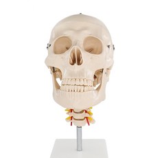partybok 頭骨人體模型, 1個