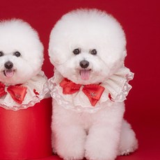 POP PUPPY 青銅披風 M, 紅色的, 1個