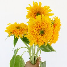 아임플라워 생화 센터피스 플라워 겹 해바라기 4p, 혼합색상