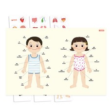 자석나라 자석이 붙는 인체 포스터 나의 몸 자석학습보드, 혼합색상, 1개