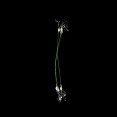 Don Quixote 西葫蘆墨魚 Keimura 羊珠綠色 3p, 15個