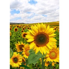 向日葵裝飾畫框 垂直 04款