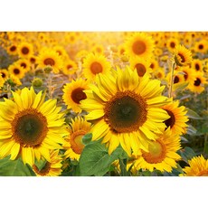 向日葵裝飾畫框 水平 03款