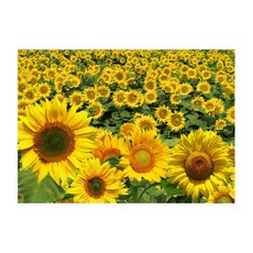 風水向日葵畫 橫式02