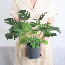 人造龜背芋盆栽 + 字母緞帶隨機出貨, 綠色, 1套