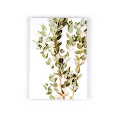 ONFRAME 半年計劃員, 桉樹