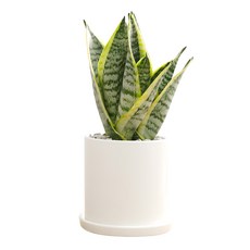 홈트너 실내공기정화식물 중, 1개, 3-7 산세베리아