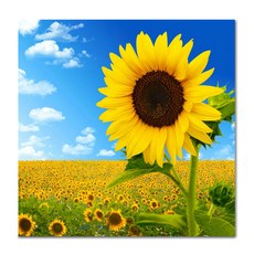 ADICO DIY 繪畫, 天空向日葵 PE39, 1個