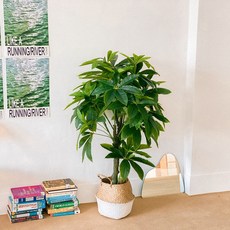 조화 팔손이 팔각금반 나무화분 160cm, 혼합색상, 1개