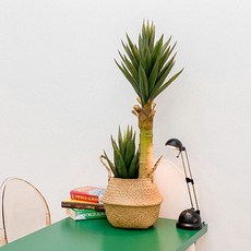 조화 유카 나무화분 90cm, 혼합색상, 1개
