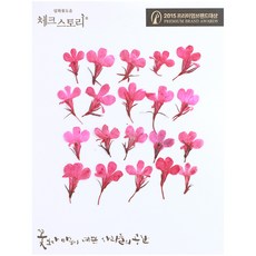 체크스토리 압화꽃송이 로베리아, 핑크