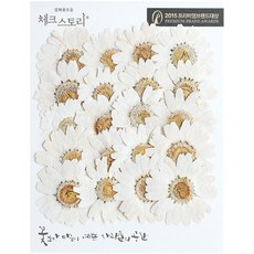 CHECK STORY 押花花朵 瑪格麗特 大, 染色白