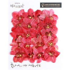 checkstory 壓花水仙, 紅色的