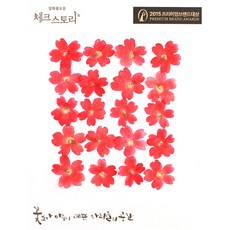 체크스토리 압화꽃송이 버베나, 다홍