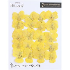 checkstory 壓花三色堇, 黃色的