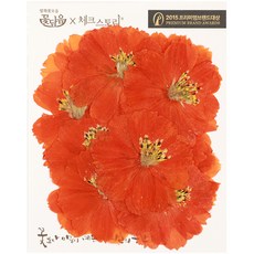 CHECK STORY 壓花 大波斯菊 大, 橘色