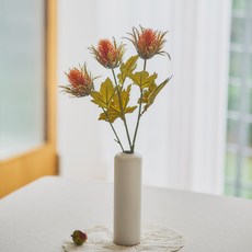 ASPASIA 薊混合灌木, 混色, 2個