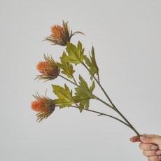 ASPASIA 薊混合灌木, 混色, 2個