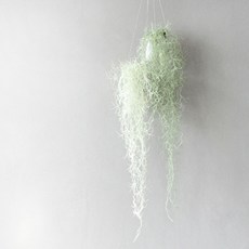 블루밍앤미 조화 수염 틸란드시아 플로킹 그린, 1개