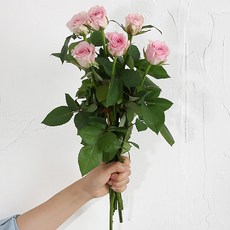 아임 플라워 생화 센터피스 6송이, 헤라 장미