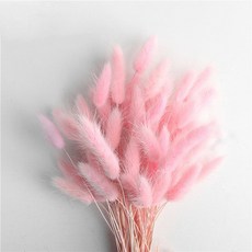 GAPANG 乾花三葉草, 6 號