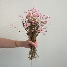 GAPANG 乾花, 4 號