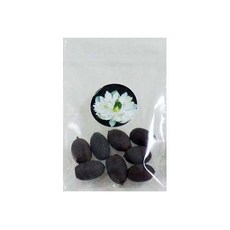 신비쥬 연꽃씨앗 No1, 8개