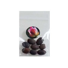 신비쥬 연꽃씨앗 No5, 8개