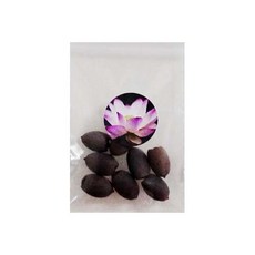 신비쥬 연꽃씨앗 No18, 8개