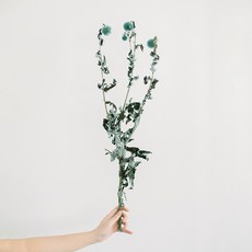 GAPANG 乾花07號 DRYB006, 混合顏色