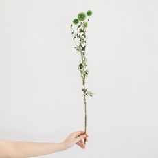 GAPANG 乾花08號 DRYB006, 混色