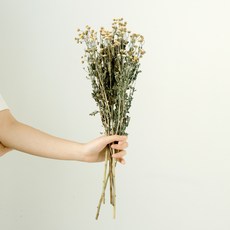 GAPANG 乾花, 號碼 01