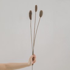 GAPANG 乾花 02 DRYB024, 混色