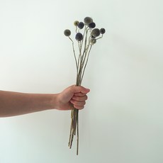 GAPANG 乾花04號 DRYB006, 混合顏色