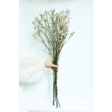 가팡 드라이 플라워 DRYB012, 11번