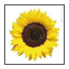 MUETTE 室內裝飾海報 Sunflower no.1, 黑色