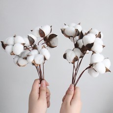 MORIANN 乾燥棉花 8支 2入, 混色