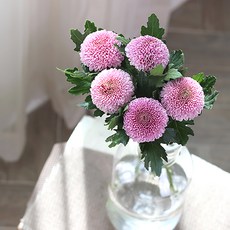 아임 플라워 퐁퐁이 국화 생화 꽃다발, 퍼플