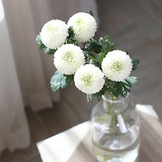 생화 디스버드 국화 꽃다발 5송이, 화이트