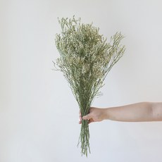 GAPANG 乾燥花 07號 DRYB012, 混合色