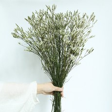 GAPANG 乾花12號 DRYB012, 混合顏色