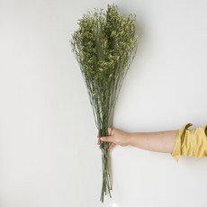 GAPANG 乾花03號 DRYB012, 混色