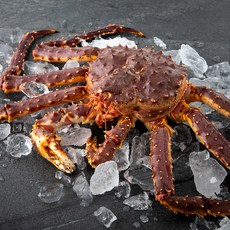 은하수산 러시아 왕게, 2kg, 1마리