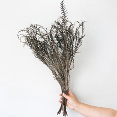 GAPANG 乾燥花 02號, 混合顏色