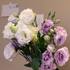 생화 리시안셔스 꽃다발, 화이트 + 연보라 리시안셔스