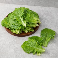 만인애 국내산 아삭이상추, 1kg, 1개