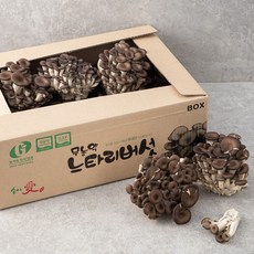 친환경 인증 국내산 참타리버섯, 2kg, 1박스