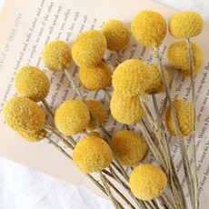 秋天感性乾燥花金色球 20朵, 混色