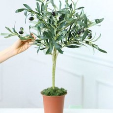 리틀 올리브 조화나무 70cm, 혼합색상, 1개