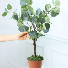 리틀유칼립투스 조화나무 65cm, 혼합색상, 1개